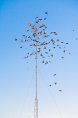Group of starlings at sunset on a television antenna