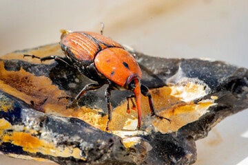 The red weevil 