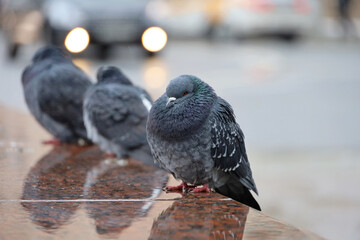 Cold weather, three pigeons sitting on stone parapet on city street. Doves on blurred cars...