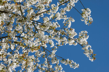 Kirschblüte vor blauem Himmel
