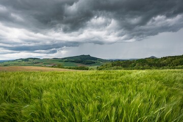 Blick über Getreidefeld im Sommer