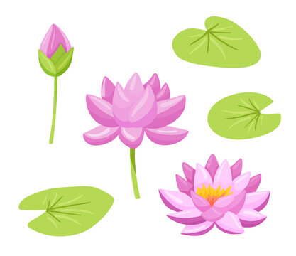 Beautiful pink waterlily or lotus flower on white background. Vector cartoon illustration. Set of flowers and leaves.