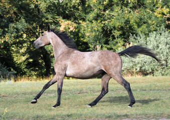 A young warmblood mare of gray color  gallops across the field
