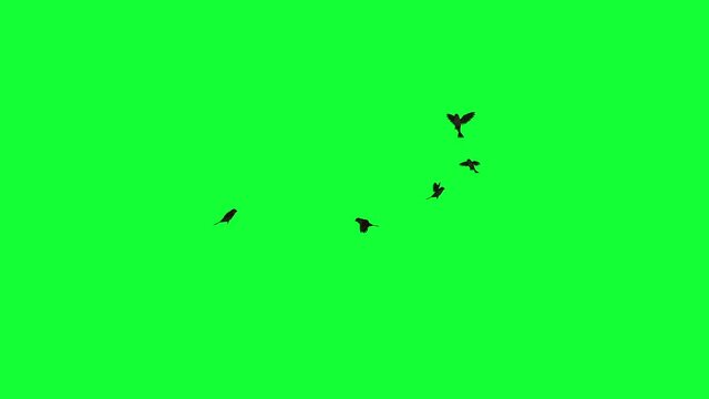 animation - Flock of Birds Flying on Green Screen