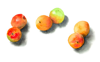 アナログ水彩完熟梅