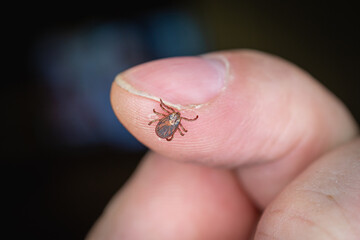 A tick on the hand, on the finger. Close-up.
