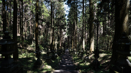 Obraz premium 森林