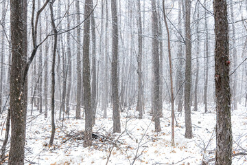 snowy mysterious winter pine wood. Magic winter foggy forest background