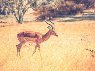 Young impala in dry grass of savanna