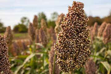 Biofuel and new boom Food, Sorghum Plantation industry. Field of Sweet Sorghum stalk and seeds....
