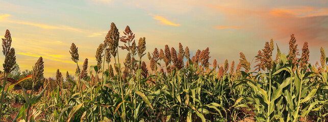 Biofuel and Food, Sorghum Plantation industry in sunset. Field of Sweet Sorghum stalk and seeds....