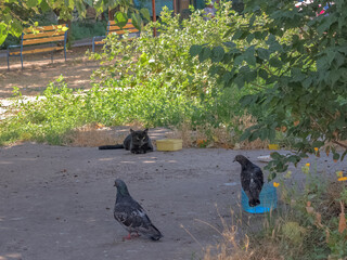 An Experienced Black Cat and Two Pigeons Watch Each Other Wary