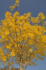 Tree in autumn colors in Normandy