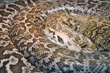 The tiger python (Latin Python molurus) is a large non-venomous snake from the genus of real pythons