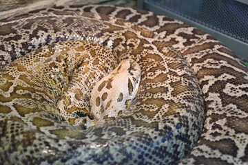The tiger python (Latin Python molurus) is a large non-venomous snake from the genus of real pythons