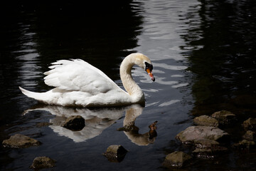 Naklejka premium swan on the lake