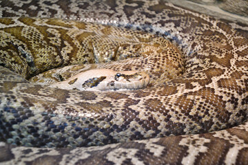 Obraz premium The tiger python (Latin Python molurus) is a large non-venomous snake from the genus of real pythons