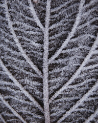 Macro on leaf with frost on it