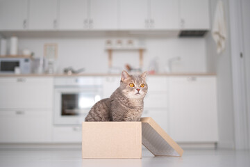 Cat sitting in a box