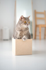 Cat sitting in a box