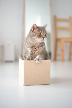 Cat sitting in a box