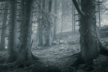 Black and white moody forest scene during a frozen rain at beginning of winter