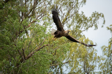 Green forest background. Clear summer day. The white-tailed eagle (Haliaeetus albicilla) flies from the tree with its wings spread wide. Close-up.