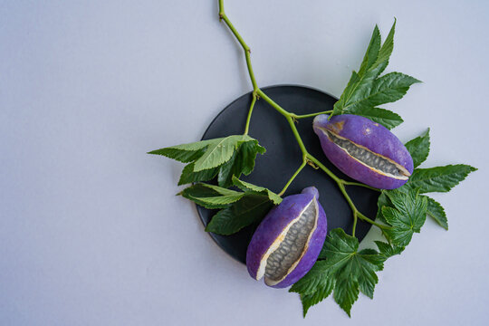 purple akebi fruits and green leaves