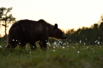 Brown bear silhouette at sunset