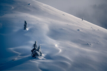 Beautiful details of some fir trees and shapes on the snow made by a blizzard on a beautiful soft light