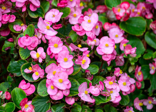 A flower bed of bright pink begonia flowers in the garden.