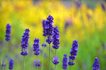 Obraz premium lawenda wąskolistna, lekarska, lavender, lavandula 
