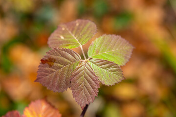 autumn leaves in the forest