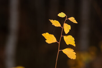 autumn leaves in the forest