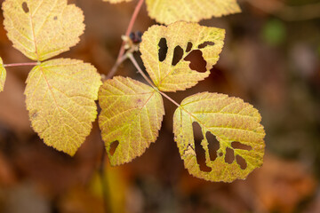 autumn leaves in the forest