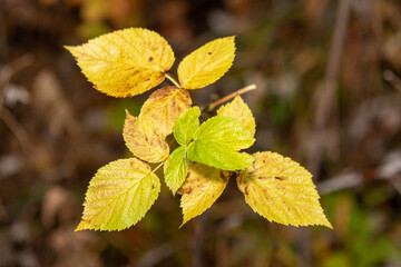 autumn leaves in the forest