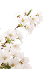 Fototapeta na wymiar 白背景の桜のクローズアップ