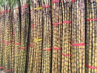 sugar cane at food market - 471230080