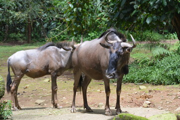 The blue wildebeest, Connochaetes taurinus, also called the common wildebeest, white bearded wildebeest, or brindled gnu, is a large antelope and one of the two species of wildebeest