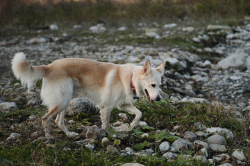 Kind domestic dog with red collar. Cute young mongrel dog of white red color walks in nature. A half breed of white Swiss shepherd and husky.