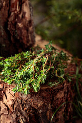 Uncultivated thyme in the forest.