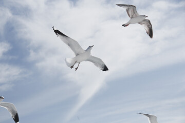 seagull in flight