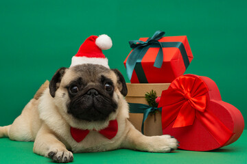New year and Christmas concept with pug Dog wearing santa hat  and christmas gifts boxes against...