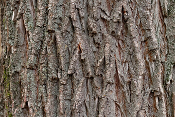 Rough bark texture close up, background for design