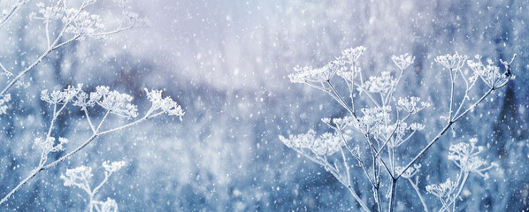 Winter Christmas background with snow-covered plants during a snowfall. Hoarfrost on plants