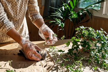 Naklejka premium Woman's hands planting young sprig of common ivy, Hedera helix rooted in glass of water. Propagation of plant from stem cutting in water.