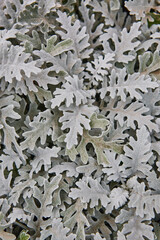 Centaurea cineraria green leaves plant textured background. Decorative garden