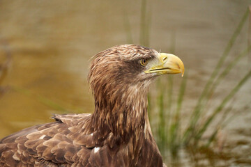 A detailed bald eagle head, yellow bill. The bird sits on the edge of the water, scanning the water's surface for fish