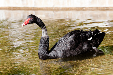 black swan on the river