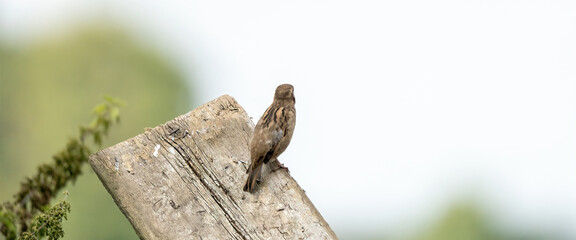 House sparrow seen from behind. The bird sits on a wooden plank with a blue sky trees in the background. Copy space, selective focus, blur. Social media, web banner, panorama
